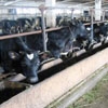 The profitability of livestock farming in Ukraine increased by five times over a year.
