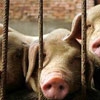 Ukrainian meat returns to Russia.