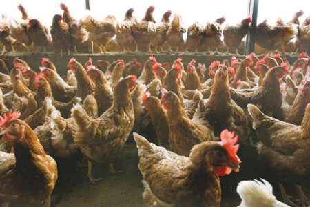 Poultry production in Ukraine grows 13%.